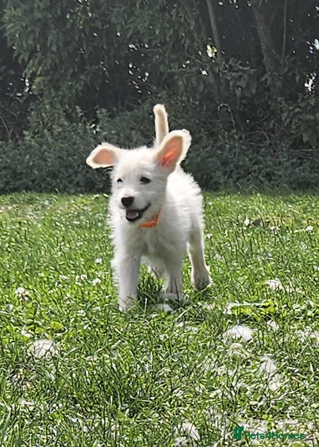 Mixed Breed dogs for sale: F1 Shepadoodle Puppies in Boston - Image 3