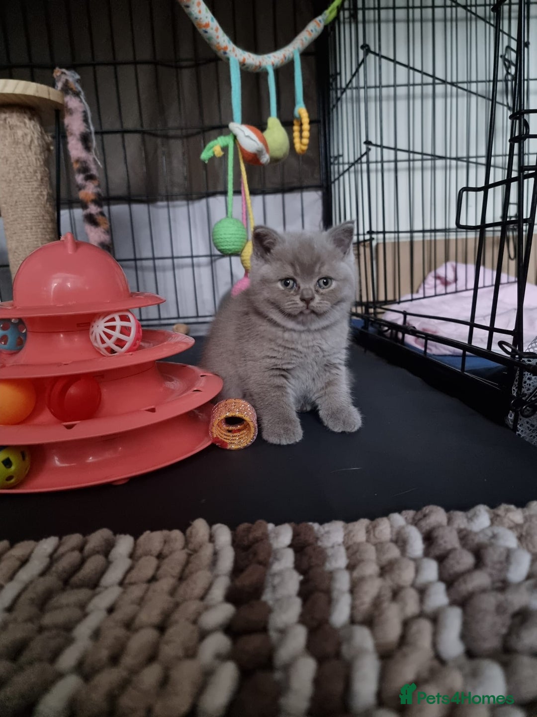 British Shorthair cats for sale: Lilac Blue Female British Shorthair GCCF Pedigree - Advert 23