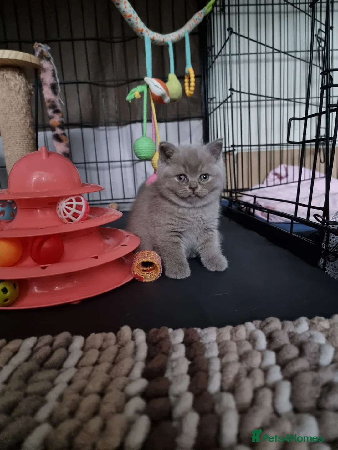 British Shorthair cats for sale: Lilac Blue Female British Shorthair GCCF Pedigree - Advert 23