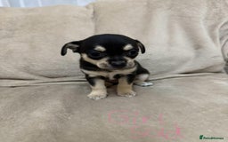 Chihuahua dogs for sale: 6 adorable chihuahuas - Image 4