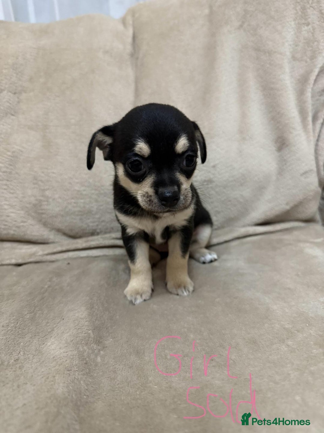 Chihuahua dogs for sale: 6 adorable chihuahuas - Image 4
