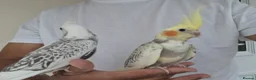 Cockatiels birds for sale: Super silly hand tamed baby cockatiels for sale  - Advert 5