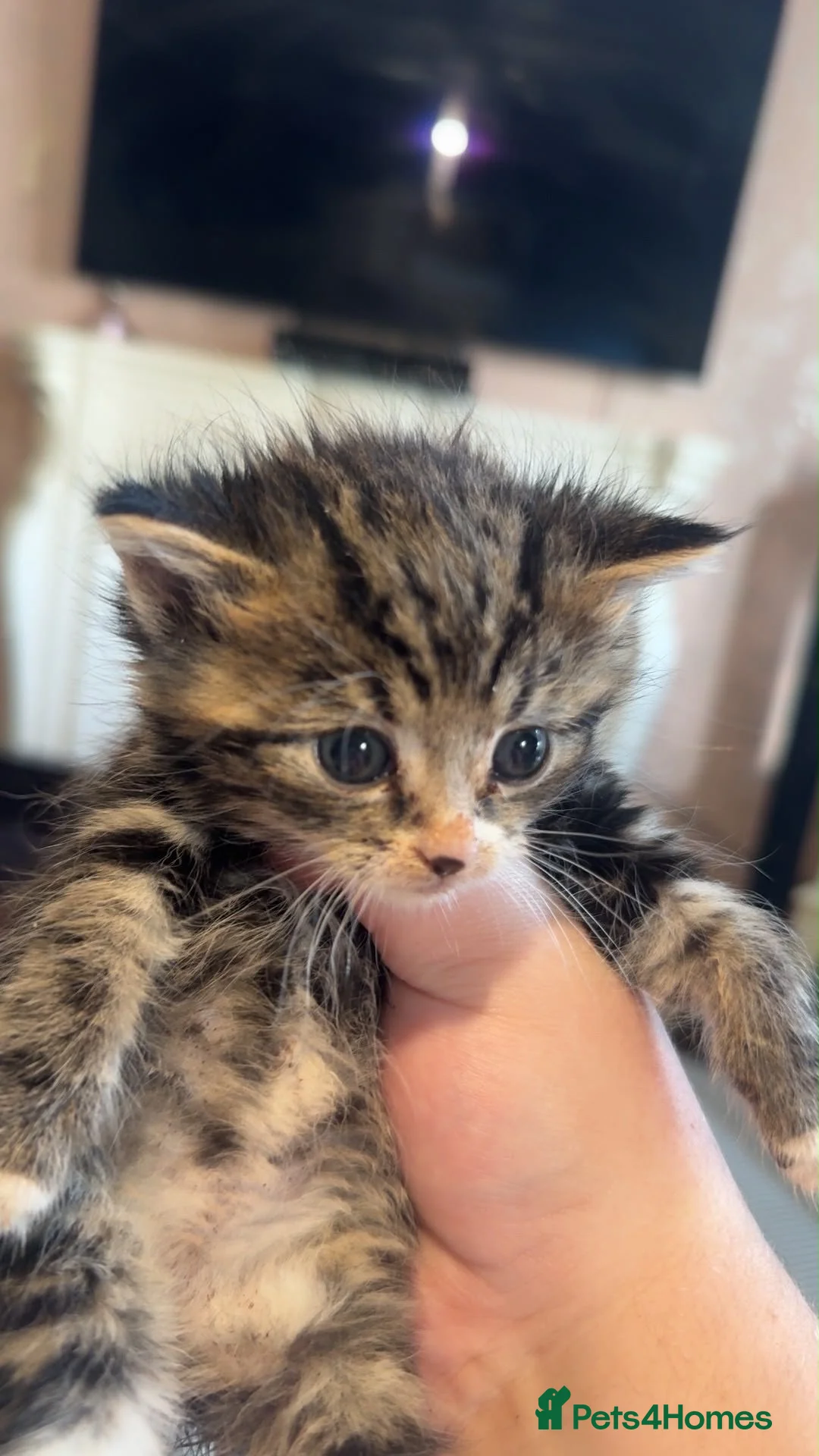 Mixed Breed cats for sale: Mixed breed kittens - Advert 8