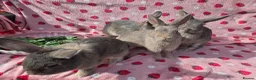 Mixed Breed reptiles for sale: very tame Blue fawn plush mini lop bunnies 4 left - Advert 4