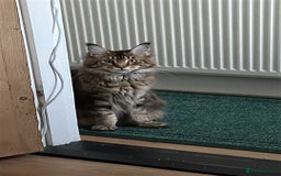 Maine Coon cats for sale: For Breeding  - Image 2