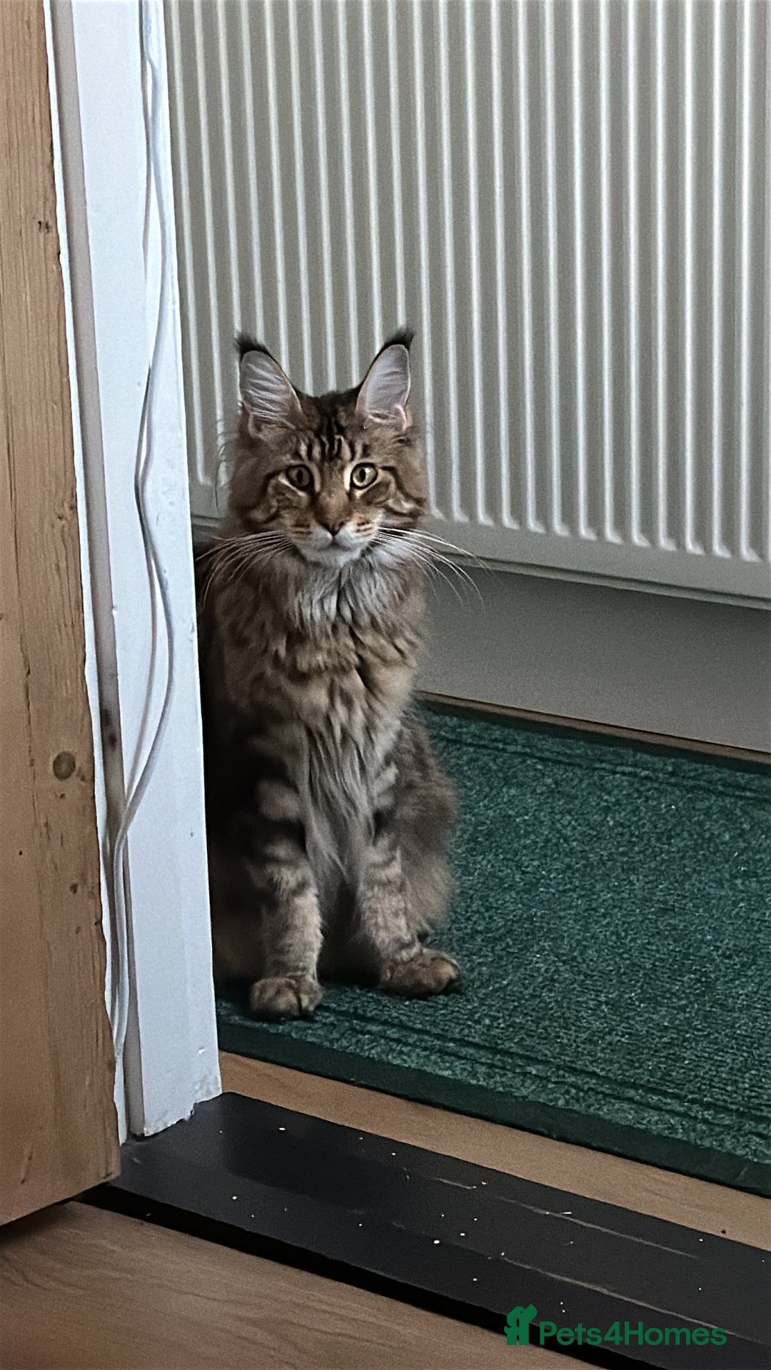 Maine Coon cats for sale: For Breeding  - Image 2