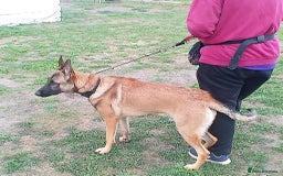 Belgian Shepherd Dog dogs for sale: Belgain Malinois  - Image 2