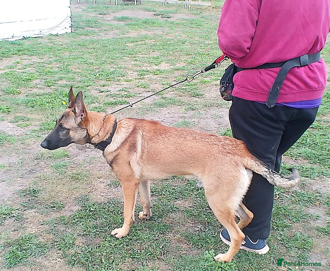 Belgian Shepherd Dog dogs for sale: Belgain Malinois  - Image 2