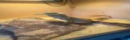 Bearded Dragon reptiles for sale: Bearded dragon  - Advert 2