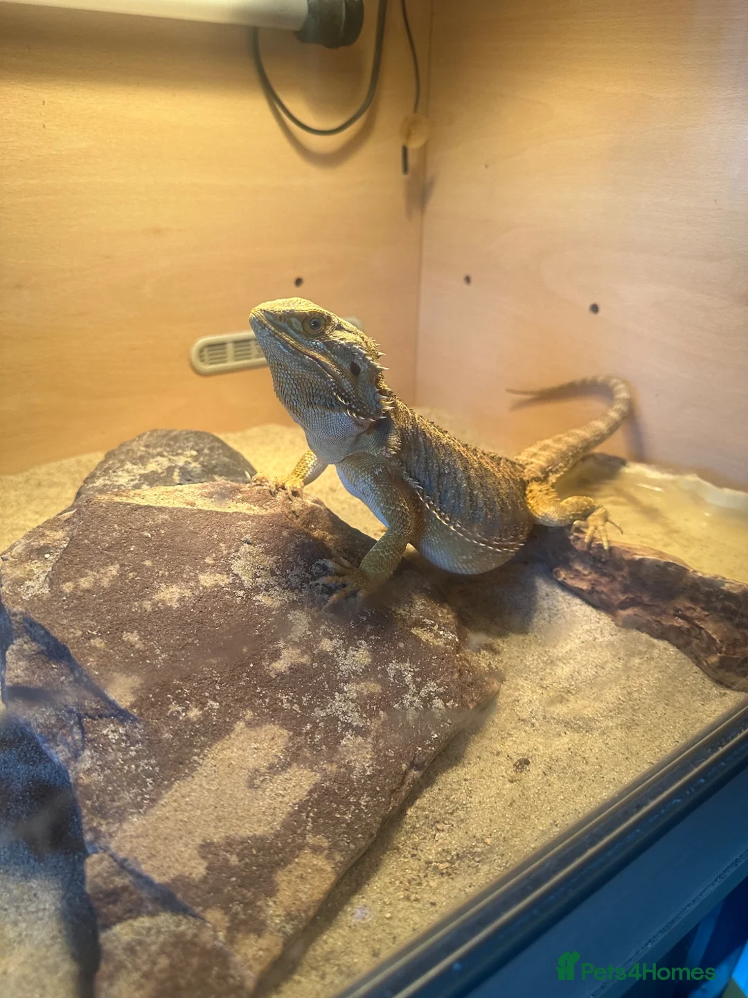 Bearded Dragon reptiles for sale: Bearded dragon  - Advert 2