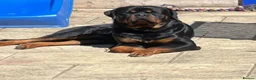 Rottweiler dogs for sale: KC  REGISTERED Chunky bold pups - Advert 9