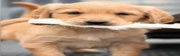 Golden Retriever dogs for sale: Golden retriever puppies  - Advert 2