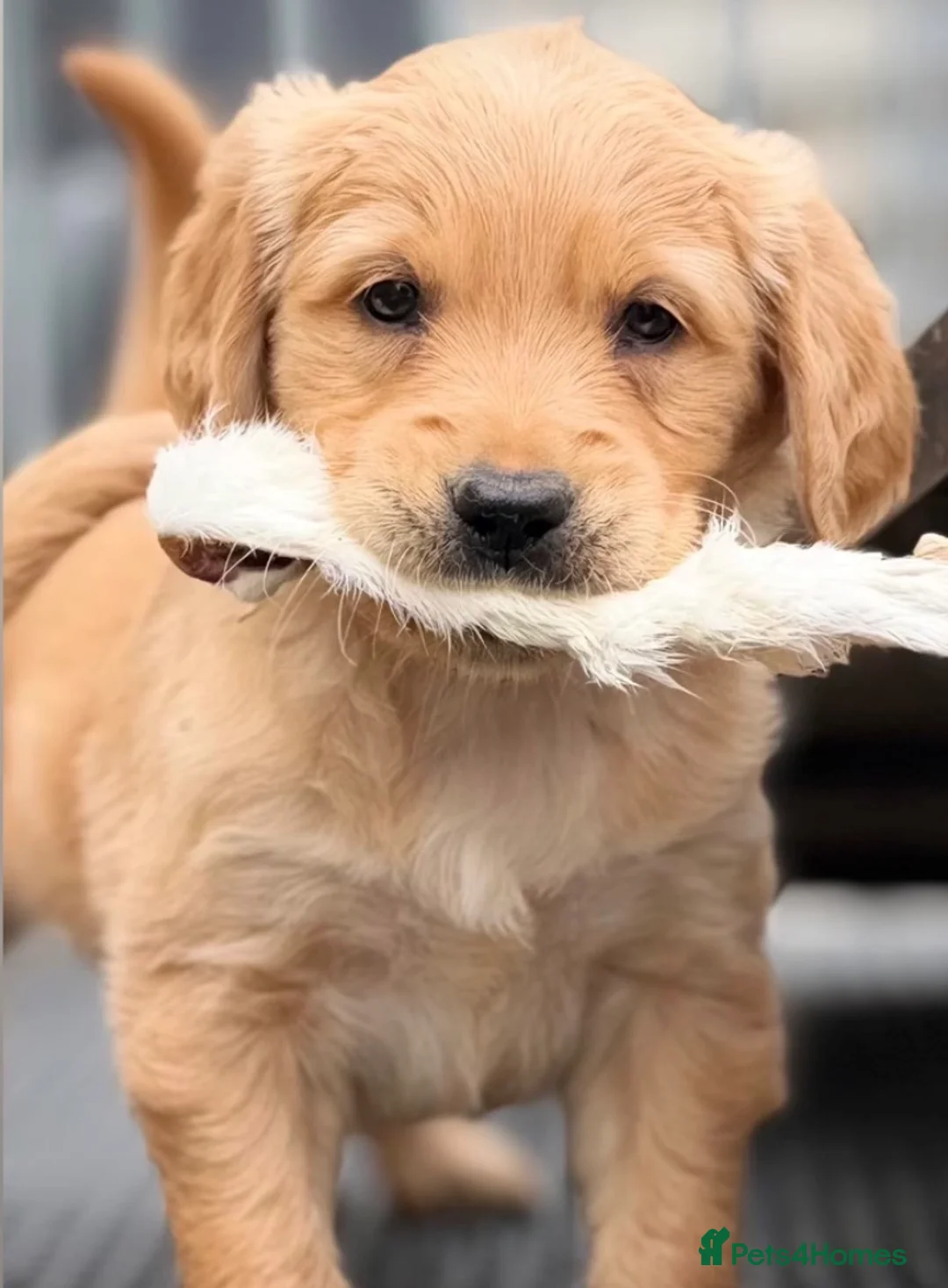 Golden Retriever dogs for sale: Golden retriever puppies  - Advert 2