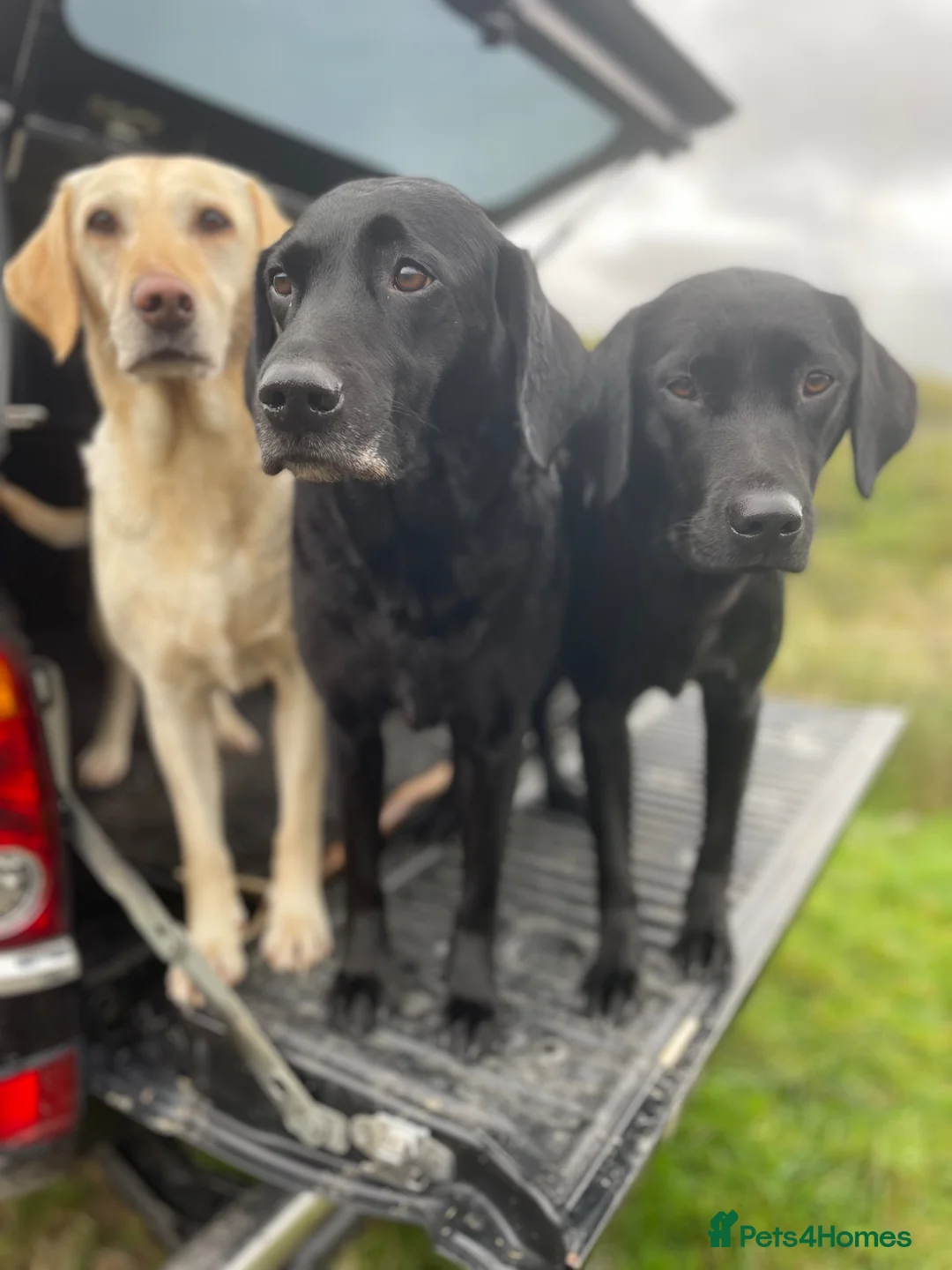 Labrador Retriever dogs for sale: Gorgeous KC Working Labrador Bitch Puppy - Advert 12