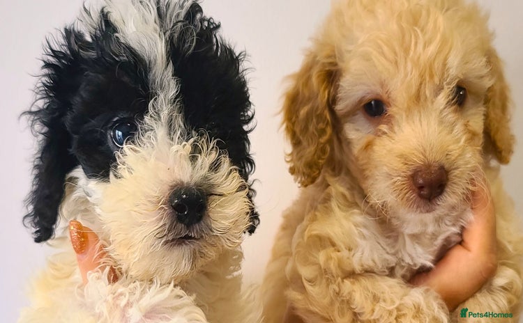 Cockapoo dogs - Advert 16