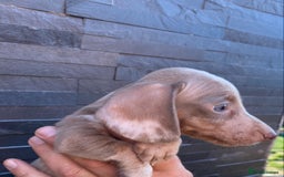 Miniature Dachshund dogs for sale: Miniature dachshunds READY NOW - Advert 23