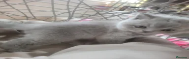 British Shorthair 2