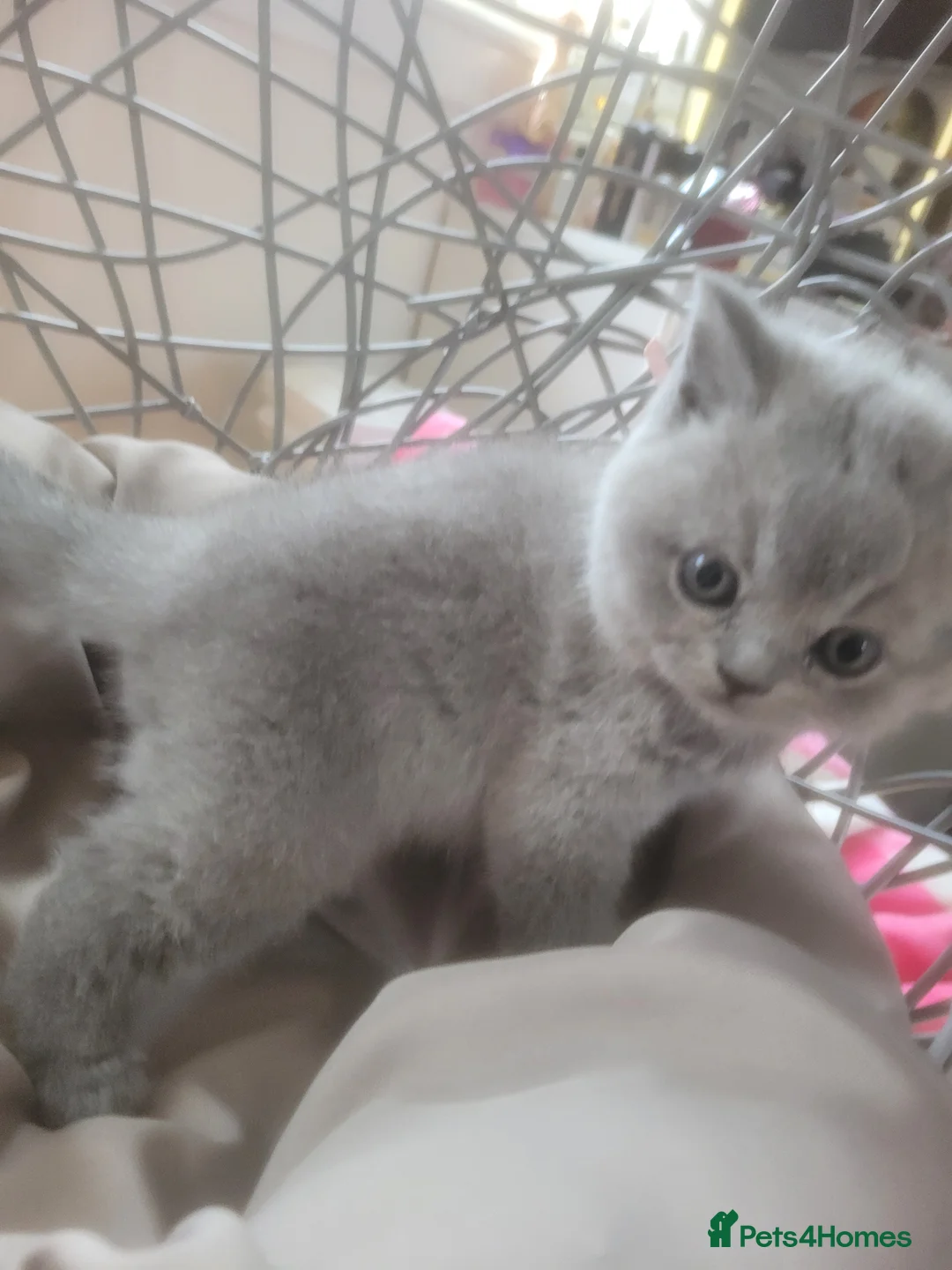 British Shorthair cats for sale: Pure British blue teddy kittens  - Advert 2