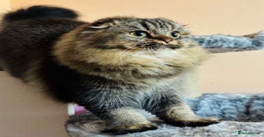 Scottish Fold cats - Advert 11