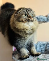 Scottish Fold cats - Advert 6