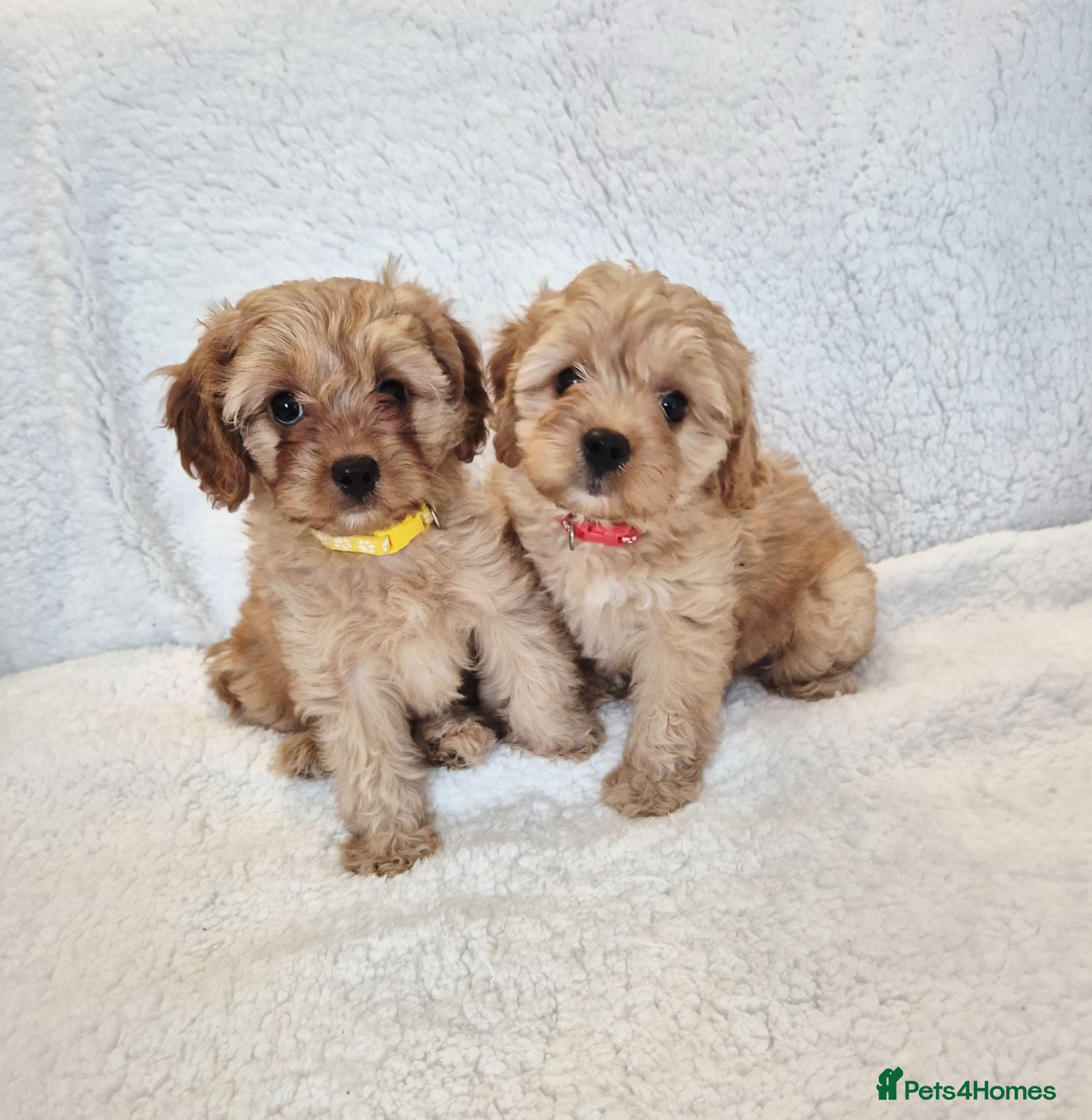 Cavapoo dogs Adorable F1 Cavapoo puppies - Advert 3