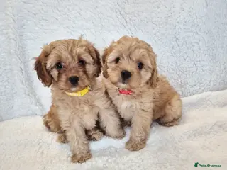 Cavapoo dogs Adorable F1 Cavapoo puppies - Advert 3