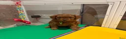 Cavapoo dogs for sale: 2 Beautiful Red Toy Cavapoo Puppies  in London - Advert 5