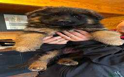 German Shepherd dogs for sale: Stunning Pedigree German Shepherd Puppies - Image 18