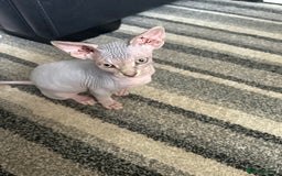 Sphynx cats for sale: Two bonded Sphynx cat brother  - Image 4