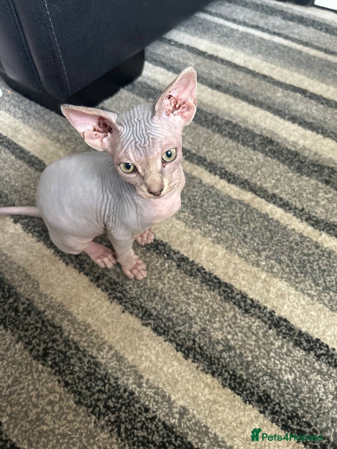 Sphynx cats for sale: Two bonded Sphynx cat brother  - Image 4