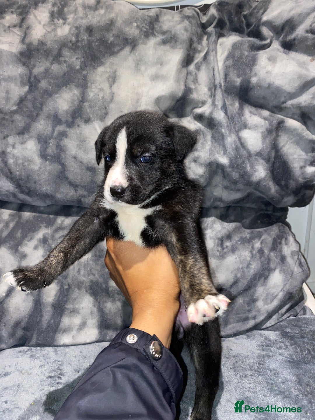 Mixed Breed dogs for sale: 8 beautiful staff cross shepsky pups  - Image 8