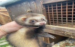 Ferret rodents for sale: Ferrets for sale  - Image 2