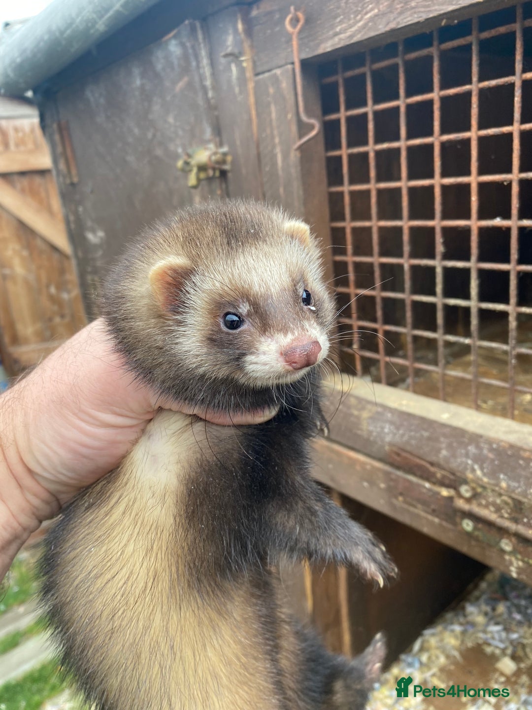 Ferret rodents for sale: Ferrets for sale  - Image 2