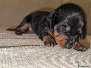 Miniature Dachshund dogs - Advert 35
