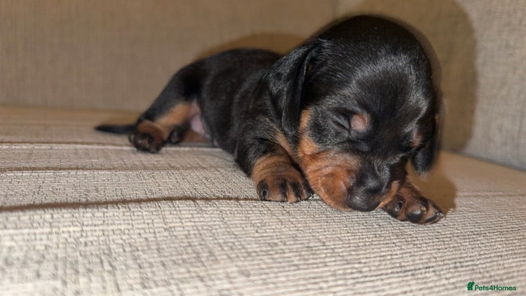 Miniature Dachshund dogs - Advert 15