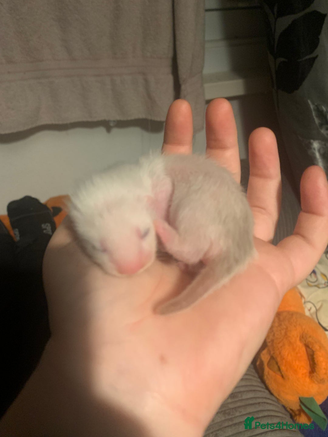 Ferret rodents for sale: 2 female kits available in 2 weeks  - Image 6