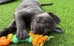 Staffordshire Bull Terrier dogs for sale: 🔥🇬🇧Staffy puppies  - Image 6