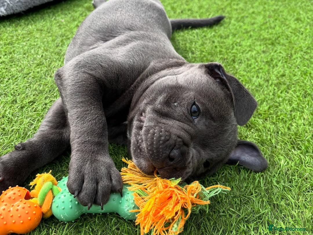 Staffordshire Bull Terrier dogs for sale: 🔥🇬🇧Staffy puppies  - Image 6