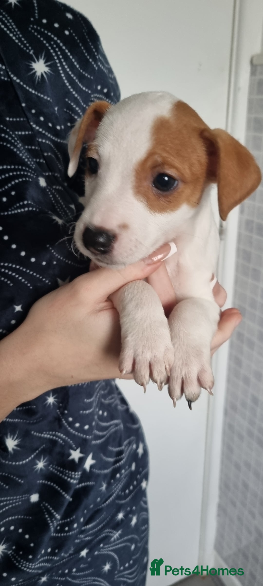 Jack Russell dogs for sale: Jack Russel puppies  - Advert 23