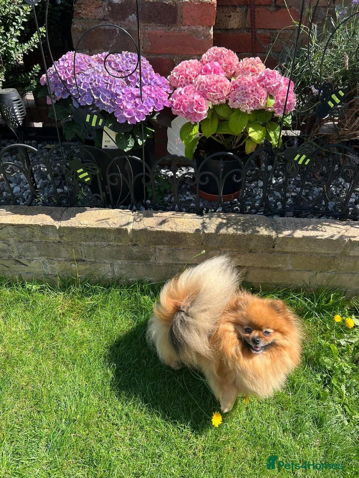 Pomeranian dogs ADORABLE PURE POMERANIAN KC - Advert 1