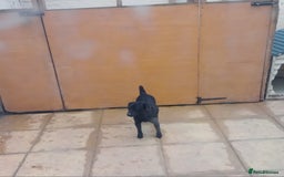 Patterdale Terrier dogs for sale: Patterdale pups for sale ready now - Image 39