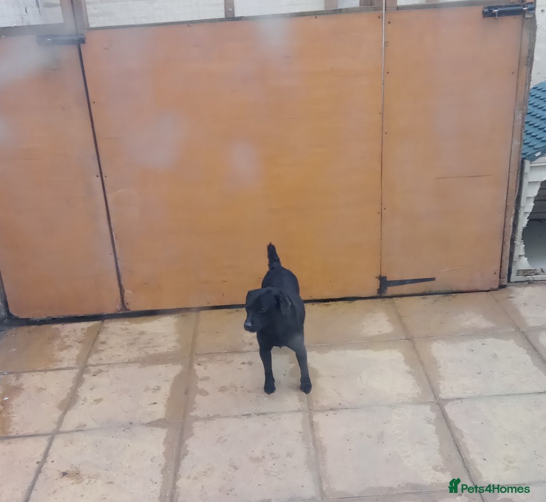 Patterdale Terrier dogs for sale: Patterdale pups for sale ready now - Image 39