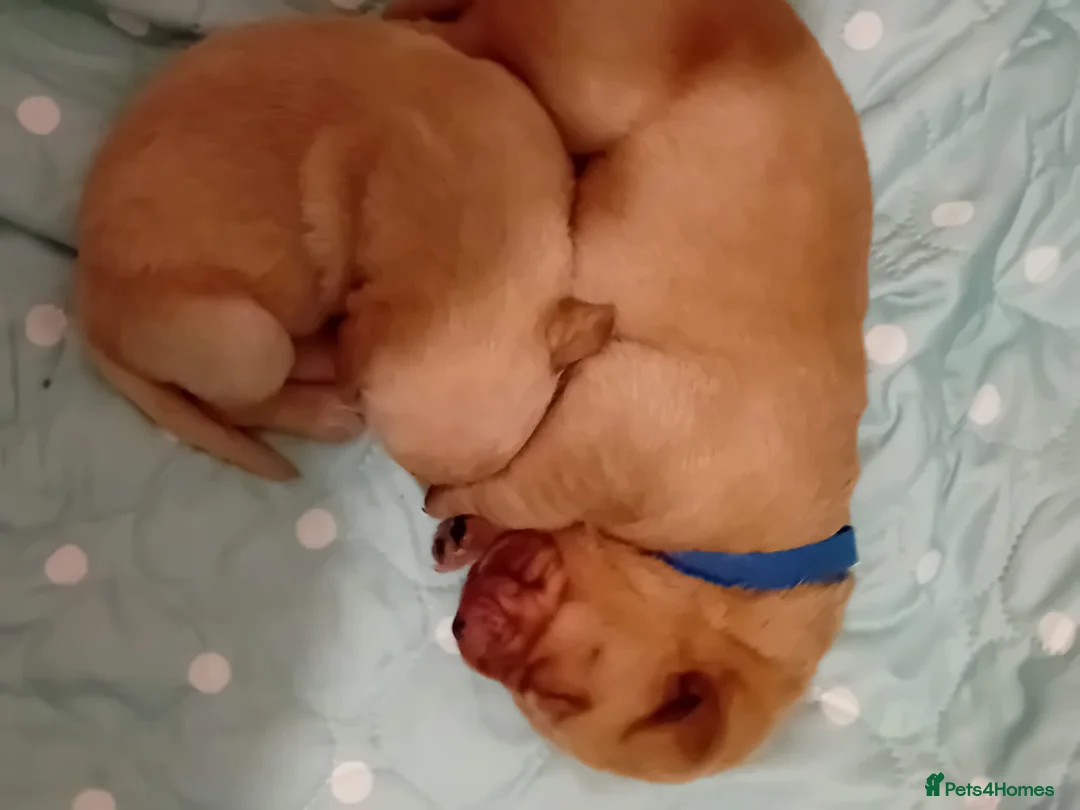 Labrador Retriever dogs for sale: Red and Black Labradors  - Advert 4