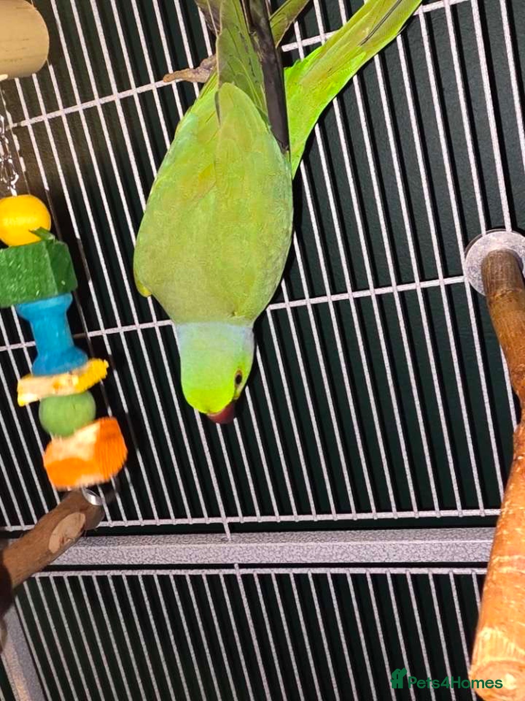 Ringnecks birds for sale: Indian Ringneck - Advert 3