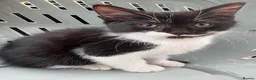 Mixed Breed cats for sale: Black and White Fluffy Male Kitten - Advert 21