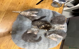 Persian cats for sale: Gorgeous Persian Cross Kittens - Image 2