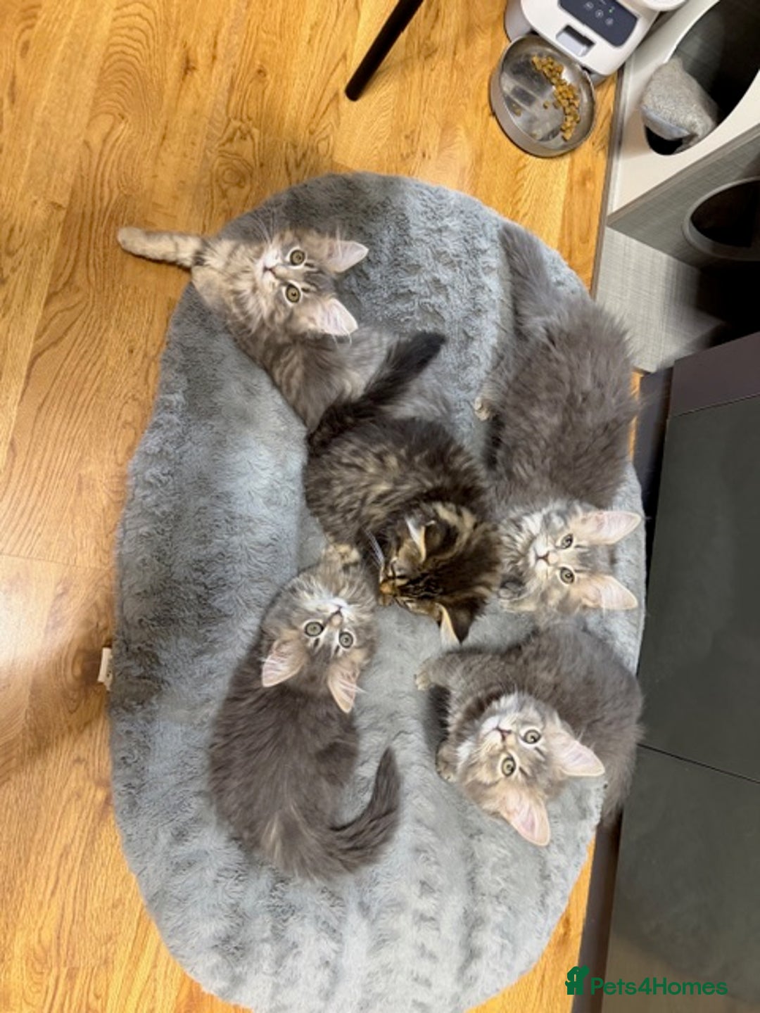 Persian cats for sale: Gorgeous Persian Cross Kittens - Image 2