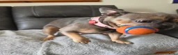French Bulldog dogs for sale: French Bulldog  - Advert 5