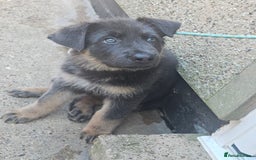 German Shepherd dogs for sale: German shepherd girl BLUE/TAN  in Rugby - Image 10