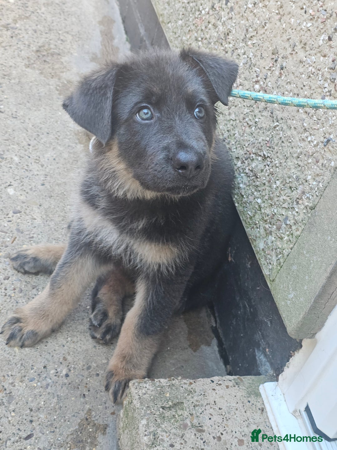 German Shepherd dogs for sale: German shepherd girl BLUE/TAN  in Rugby - Image 10
